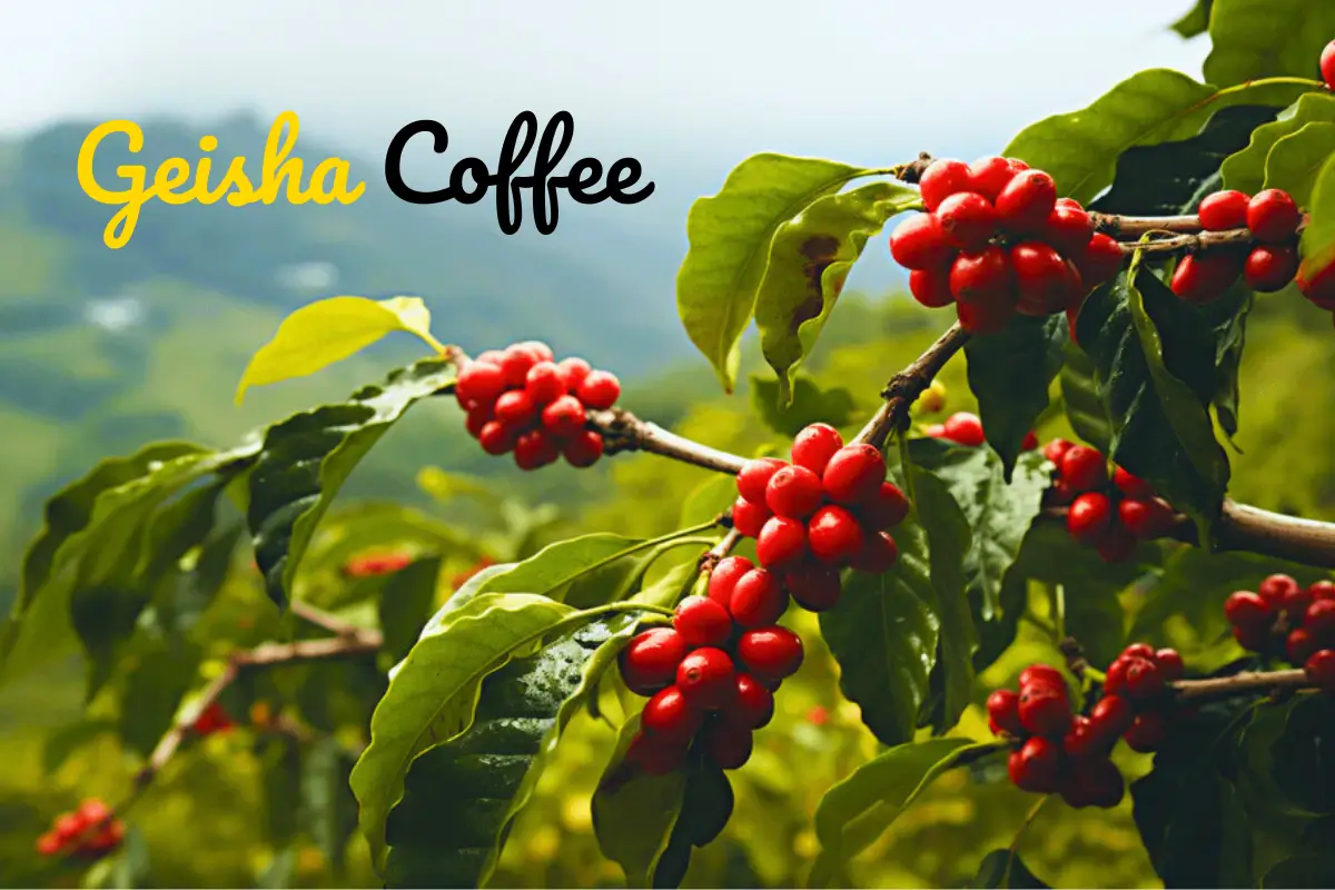 geisha coffee beans