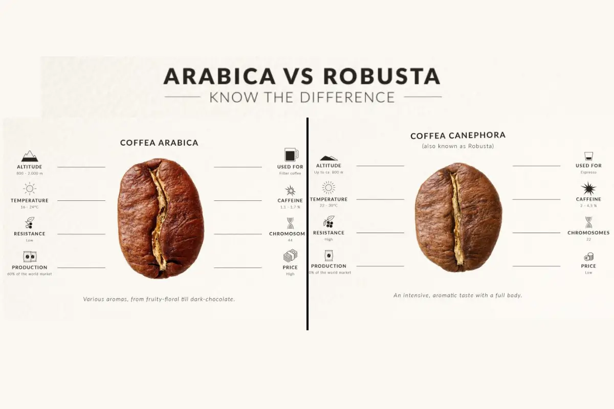 arabica vs robusta