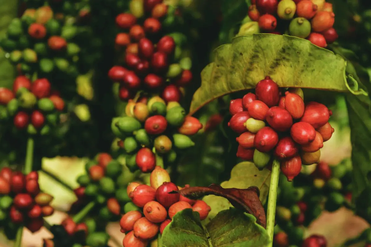 a plant with red and green berries