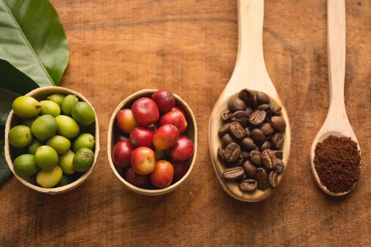 types of coffee beans