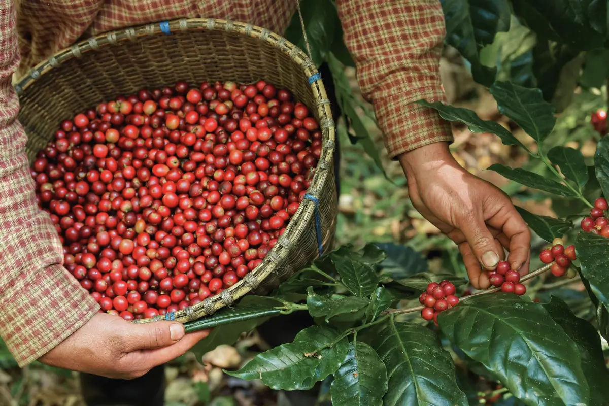 worker collect coffee beans